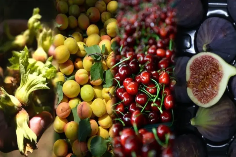  TÜRKİYE TARIM ÜRETİMİNDE DÜNYA BİRİNCİSİ