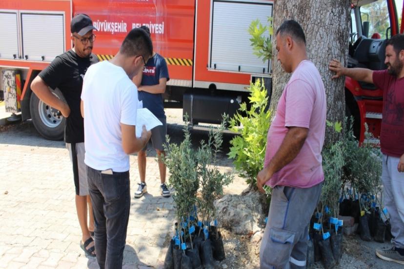 19 İLÇE'DE BÜYÜŞEHİR ZEYTİN SEFERBERLİĞİ BAŞLATTI