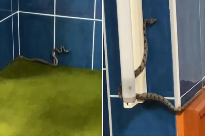 20 GÜNDE 3 YILAN YAKALANDI