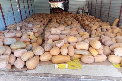 DÖŞEMEALTI CAMİLİ BALKABAĞI BİLİMSEL KORUMA ALTINDA