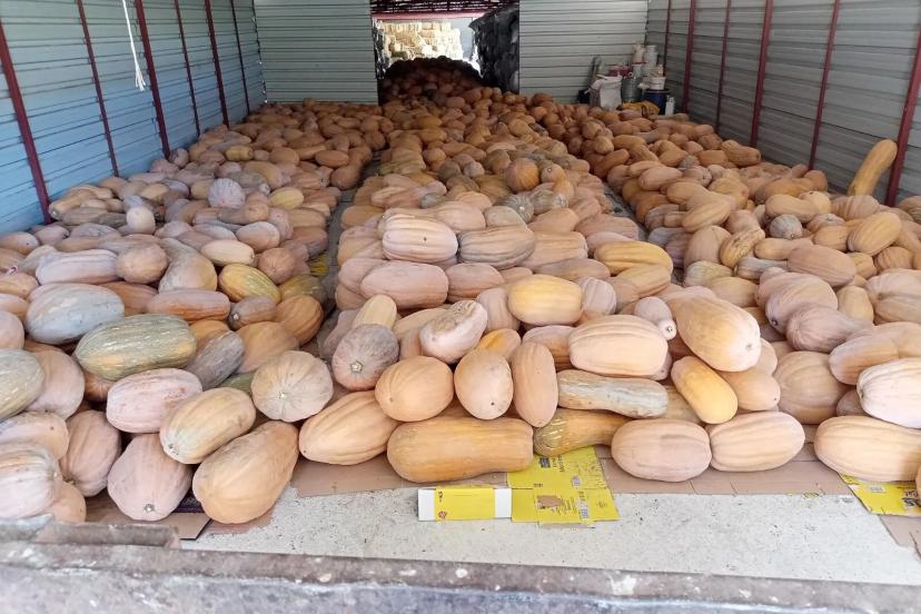 DÖŞEMEALTI CAMİLİ BALKABAĞI BİLİMSEL KORUMA ALTINDA