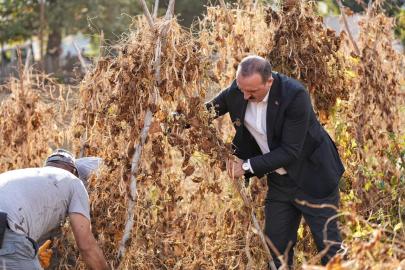 KOTAN, EMEKÇİLERLE OMUZ OMUZA: ÇANDIR FASULYESİ HASADI SEVİNÇLE YAPILDI