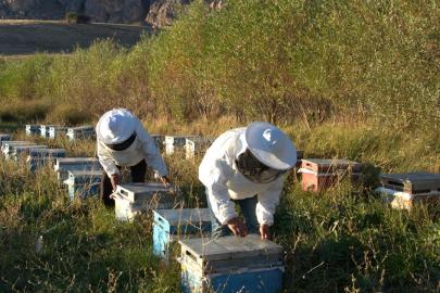 ARICILIĞA MESLEKİ STANDART GELİYOR