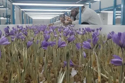 MALİ MÜŞAVİR TOPRAKSIZ TARIMLA SAFRAN ÜRETİYOR