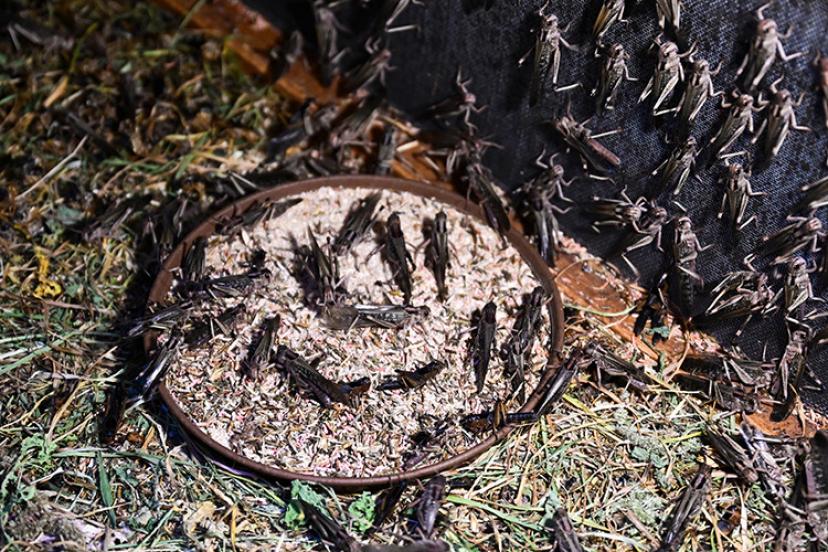 ANTALYA’DA SIRADIŞI TARIM