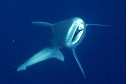 CAMGÖZ ÖZGÜRLÜĞE KAVUŞTU