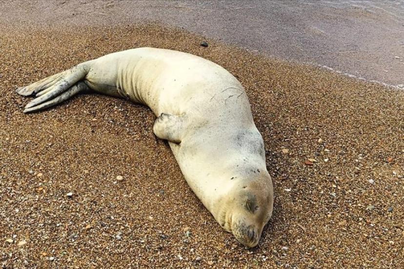 KIYIYA VURAN SESSİZ MİSAFİRLER