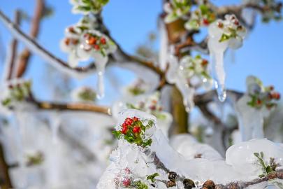 ZİRAİ DON RAPORU TAMAMLANDI: TARIMDA YENİ YOL HARİTASI