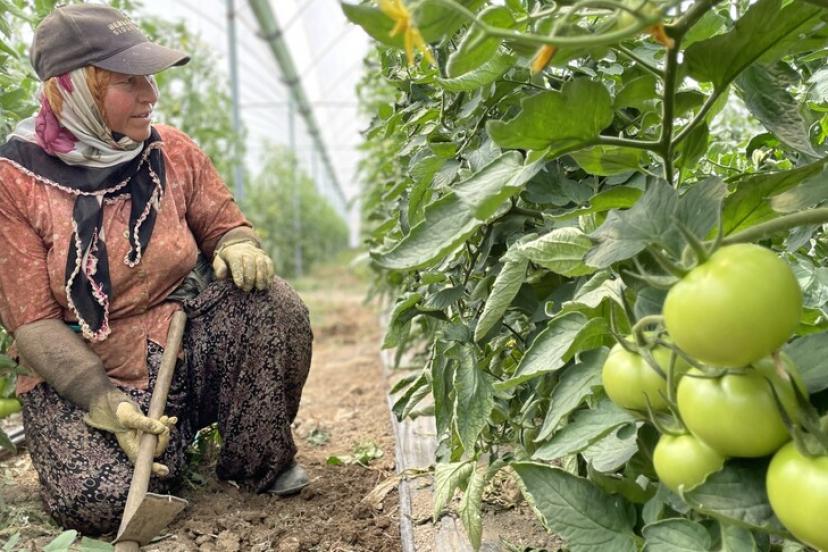 ANTALYA TARIMDA ZİRVEYİ BIRAKMIYOR