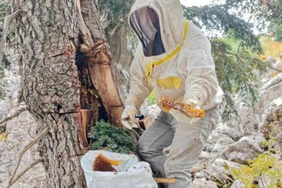 ANTALYA’NIN TOROSLARINDA 2 BİN 200 METREDE BALIN PEŞİNDE