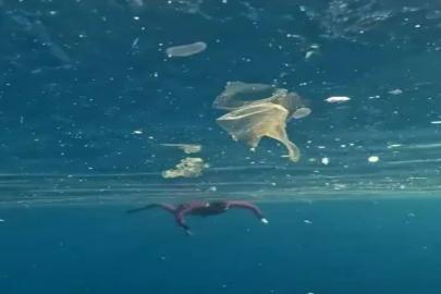 KAŞ’TA DENİZİN ALTINDAN ENDİŞE VEREN GÖRÜNTÜLER