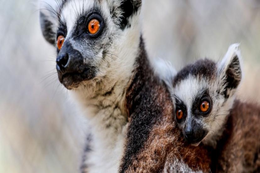 23 NİSAN’DA ÜCRETSİZ 