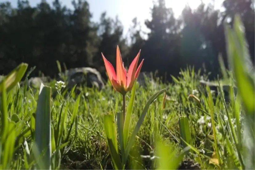 AÇAN ÇİÇEKLER GÖRSEL ŞÖLEN SUNDU