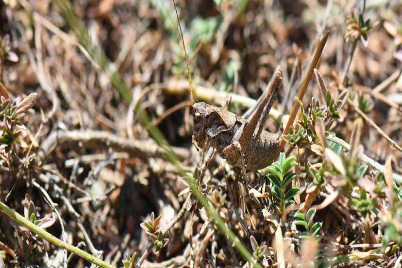 "ANADOLUA" CİNSİ ÇEKİRGEYE AİT YENİ İKİ TÜR KEŞFEDİLDİ