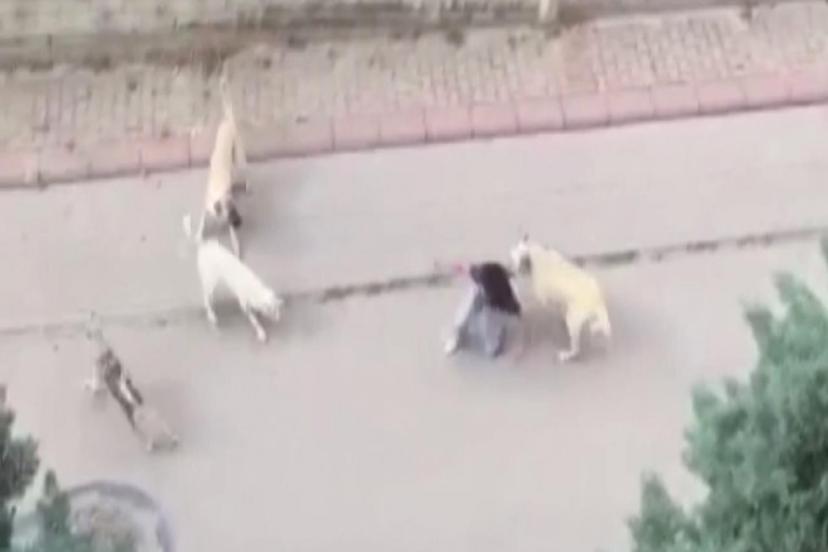 ANKARA'DA BAŞIBOŞ KÖPEKLER 13 YAŞINDAKİ ÇOCUĞA SALDIRDI