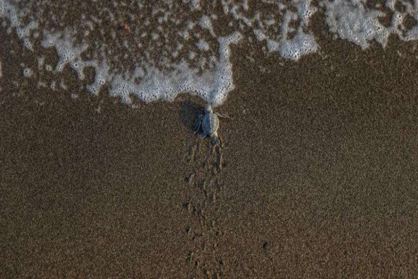 ANTALYA'DA CARETTA CARETTA YAVRULARI DENİZLE BULUŞTU