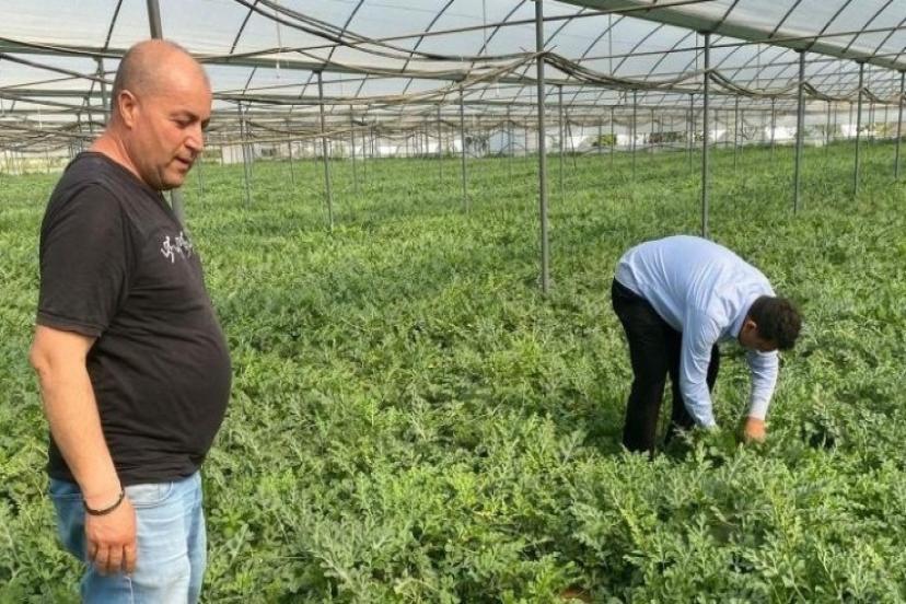 ANTALYA'DA KARPUZ HASADINA BAŞLANDI