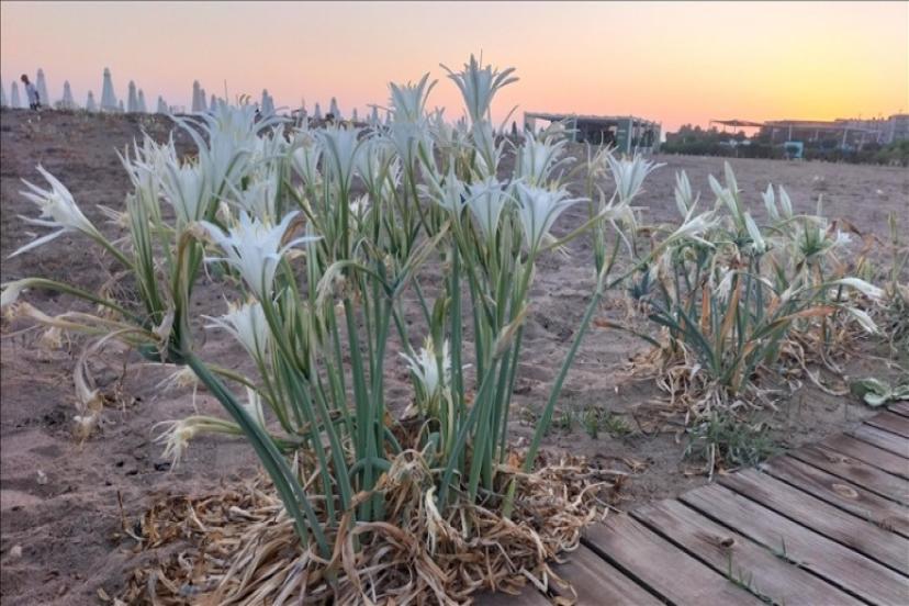 ANTALYA'DA NESLİ TEHLİKE ALTINDAKİ KUM ZAMBAKLARI ÇİÇEK AÇTI
