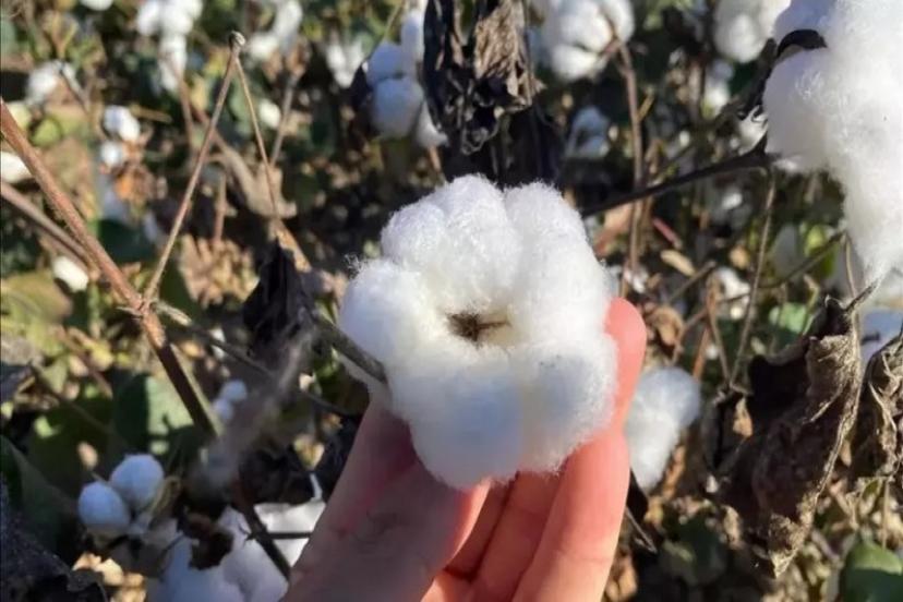 ANTALYA’DA PAMUKTA YÜKSEK REKOLTE: BEYAZ ALTIN ÜRETİMİ DEVAM EDİYOR