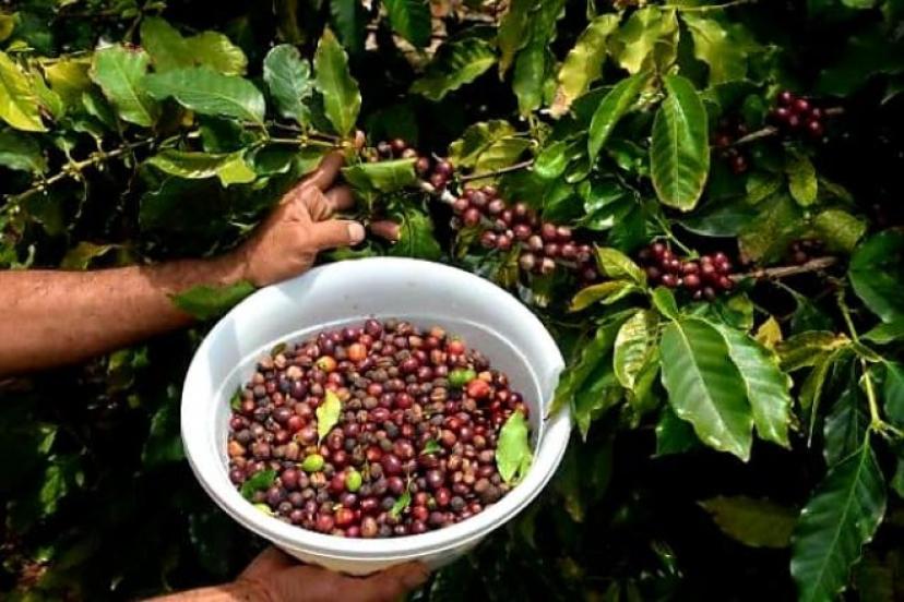 ANTALYA'DA SERADA KAHVE ÜRETMEYİ BAŞARDI 