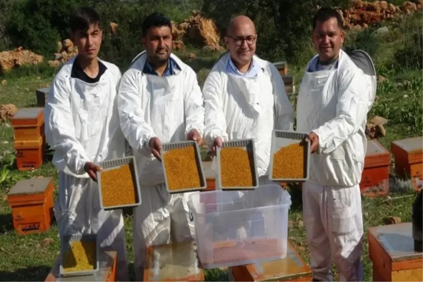 ARI POLENİ HASATI BAŞLADI