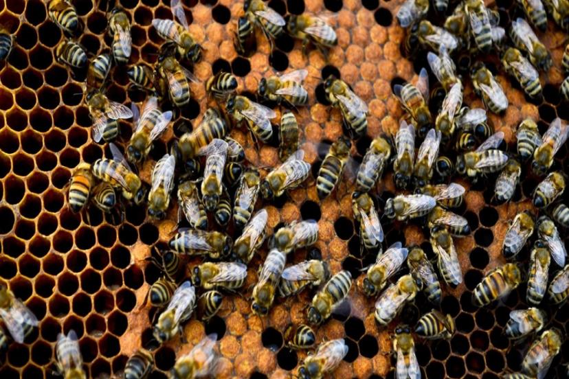 ARICILIK ÜRÜNLERİ ÜLKE EKONOMİSİNE KATKI SAĞLIYOR