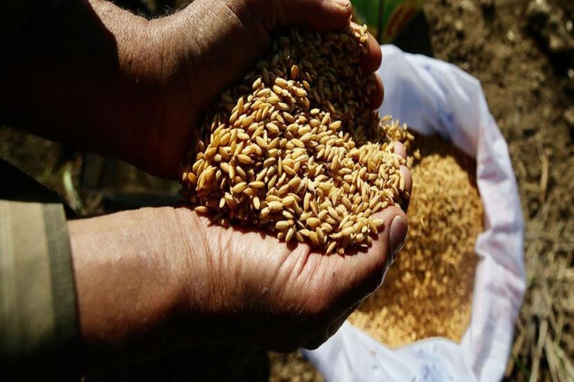 ATA TOHUMLARI TARIM KREDİ MARKETLERİNDE DE SATILACAK 