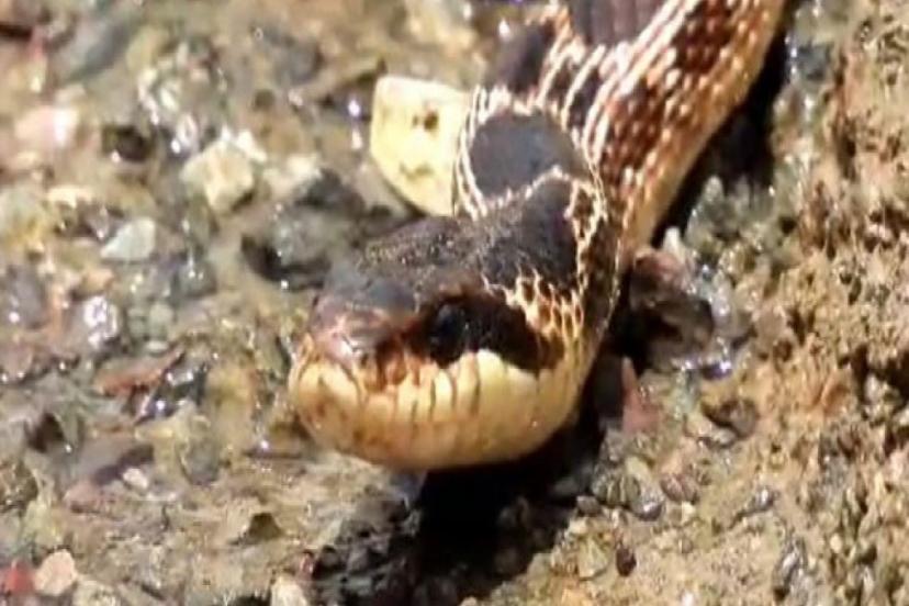 AVUSTRALYA'DA BİR EVİN BAHÇESİNDE 102 ZEHİRLİ YILAN BULUNDU