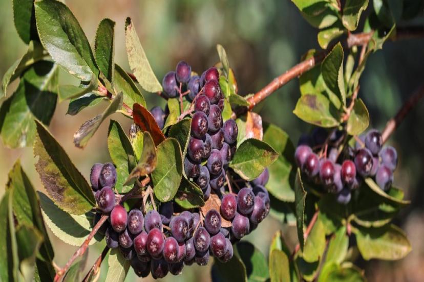 BEĞİŞ SUSUZU’NDA ARONYA VE BÖĞÜRTLEN HASADI BEREKETİ