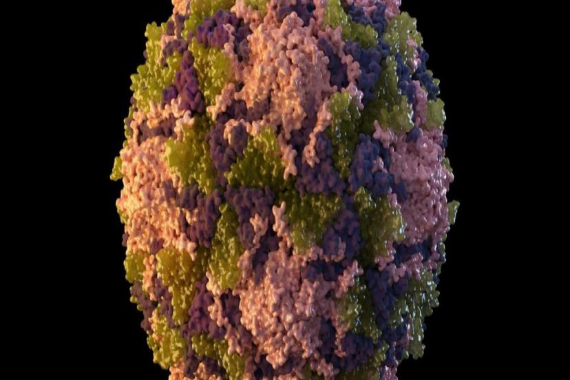 BİLİM İNSANLARI KUZEY AMERİKA'DA İLK HENİPAVİRÜSÜ KEŞFETTİ