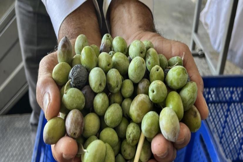 BU YIL 3,6 MİLYON TONLUK ZEYTİN REKOLTESİ BEKLENİYOR