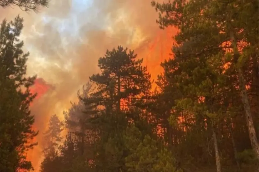 BURSA'DA ÇAM ORMANLARINDA YANGIN