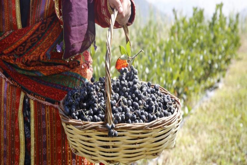 BÜYÜKŞEHİR'DEN "SÜPER MEYVE" ARONYA HASAT ŞENLİĞİ