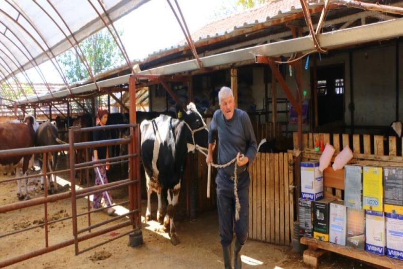 BÜYÜKŞEHİR'İN HAYVAN ÜRETİCİLERİNE DESTEĞİ SÜRÜYOR