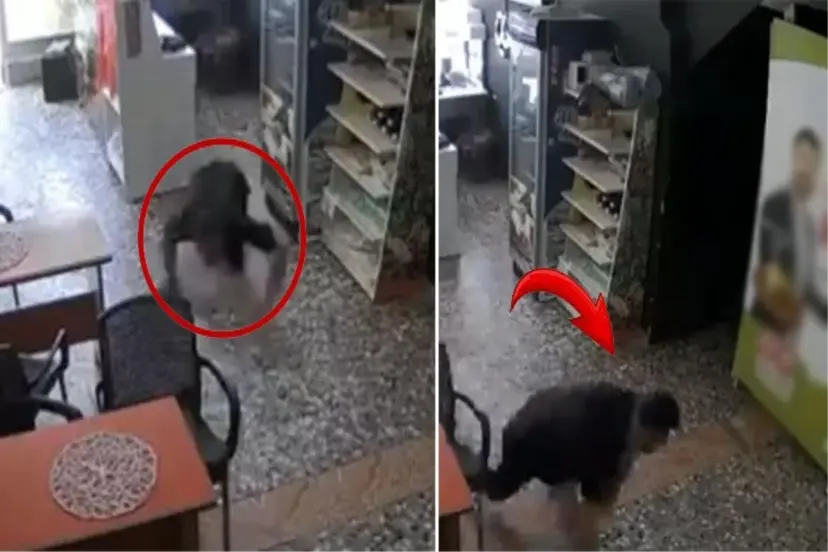 CAN HAVLİYLE KAÇIŞMAYA BAŞLADI