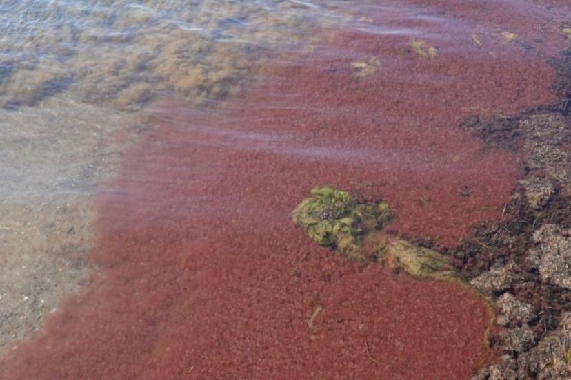 ÇANAKKALE'DE SAHİL KIRMIZI RENGE BÜRÜNDÜ