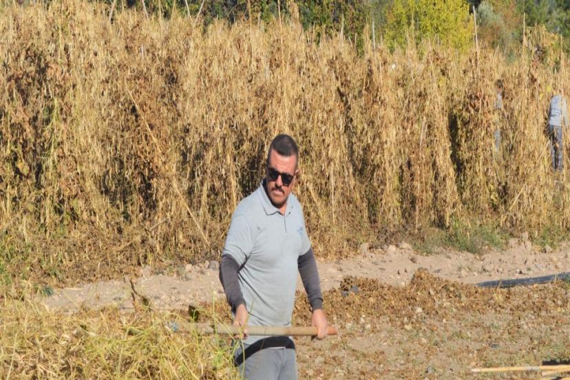 ÇANDIR FASULYESİNİN HASAT ZAMANI