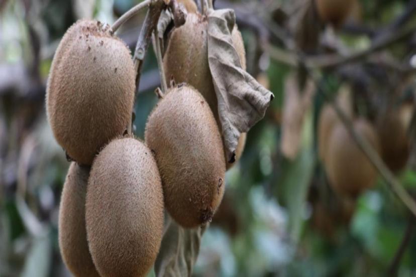 COĞRAFİ İŞARET TESCİLLİ YALOVA KİVİSİNDE HASAT BAŞLADI