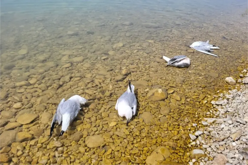 DAHA ÖNCE BÖYLE BİR DURUM HİÇ OLMADI