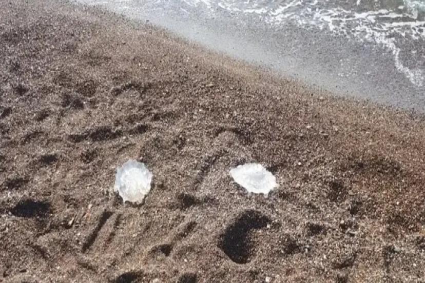 DENİZANALARI KIYIYA VURDU