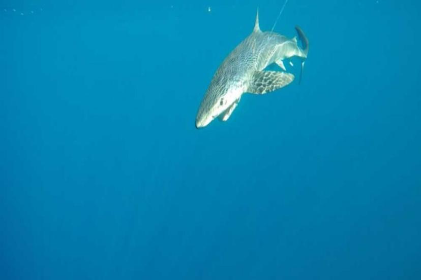 DENİZLERİN YANLIŞ ANLAŞILAN CANLILARI 