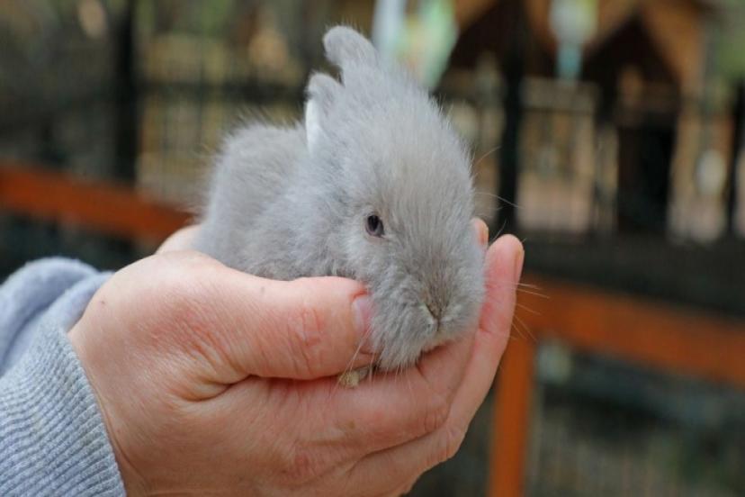 DOĞAL YAŞAM PARKI’NDA BAHAR SEVİNCİ