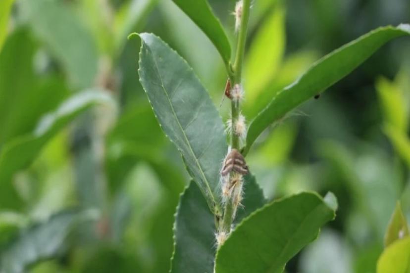 DOĞU KARADENİZ'DE 'VAMPİR KELEBEK' TEHLİKESİ YENİDEN KAPIDA 