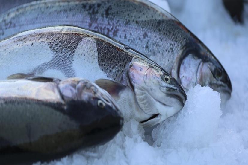 DOĞU KARADENİZ'İN SU ÜRÜNLERİ İHRACAT GELİRİ ARTTI