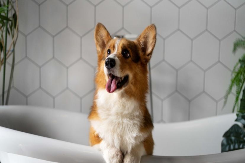 EVCİL HAYVAN BAKIMINDA YAPILAN HATALAR