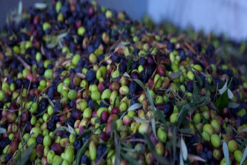 GEÇEN YIL 60 MİLYON DOLARLIK ZEYTİN İHRAÇ EDİLDİ