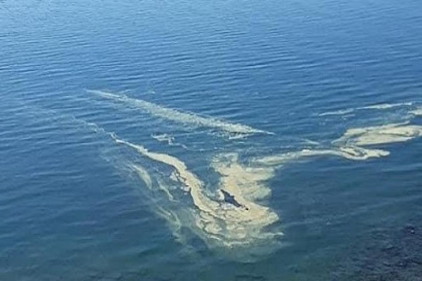 GEMİ ATIKLARI DEĞİL, DOĞAL POLEN TOZLARI  