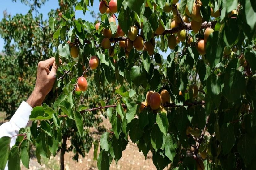 GES'LE SÜLEKLERİN KADERİ DEĞİŞTİ