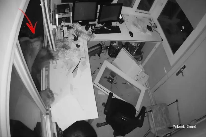 GÜVENLİK KULÜBESİNE GİRMEYE ÇALIŞTI