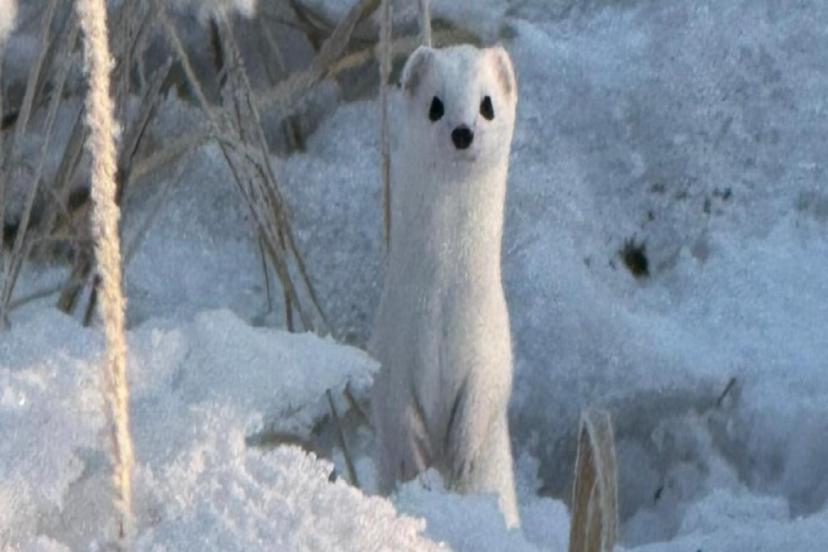 HAKKARİ'DE 'BEYAZ GELİNCİK' GÖRÜNTÜLENDİ 